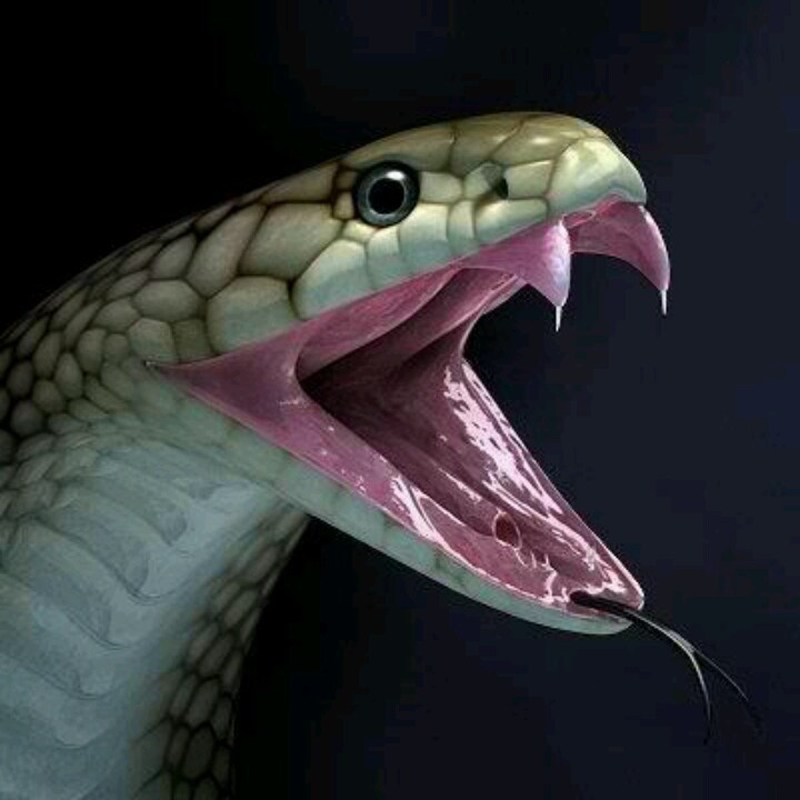 Photo:  King Cobra